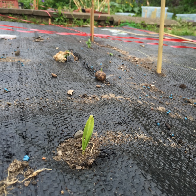 plant image 100126