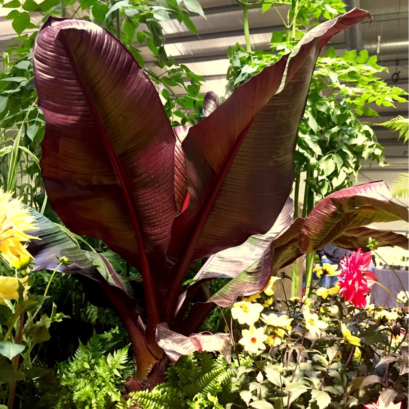 Ensete ventricosum 'Maurelii' syn. Ensete ventricosum 'Rubrum', Ensete 'Maurelii', Musa 'Santa Morelli'