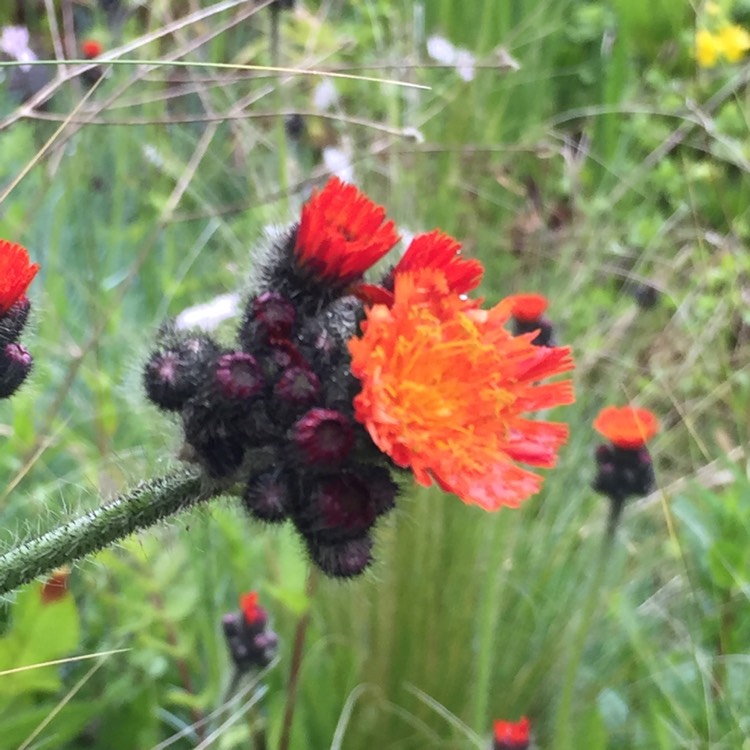 Plant image Pilosella aurantiaca