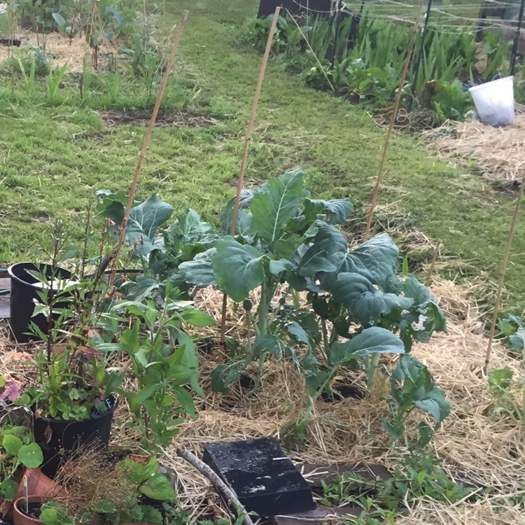 plant image 1118935