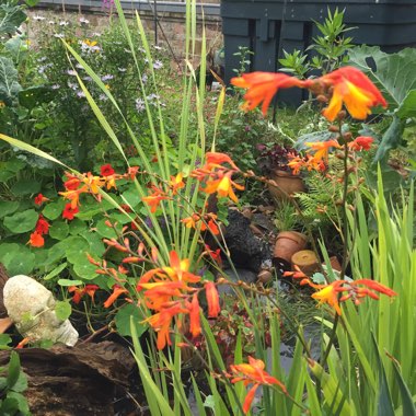 Crocosmia