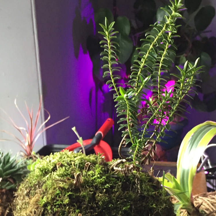 plant image 1236324