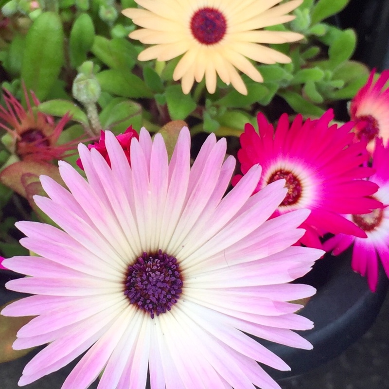 Dorotheanthus bellidiformis syn. Cleretum bellidiforme, Mesembryanthemum bellidiformis, Mesembryanthemum criniflorum, Cleretum cuneifolium, Cleretum limpidum