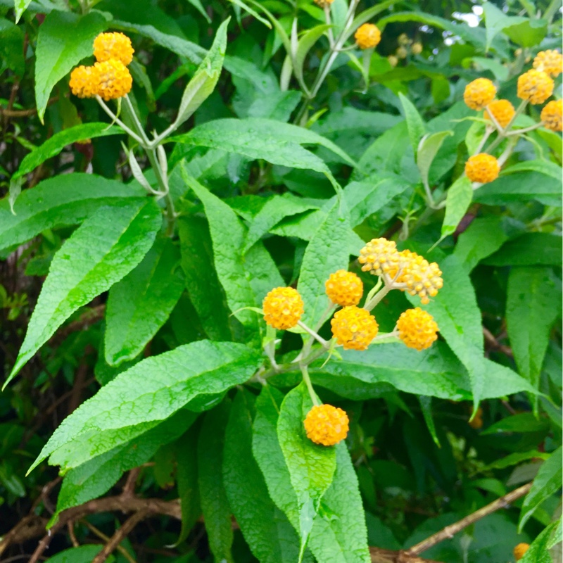 Plant image Buddleja globosa