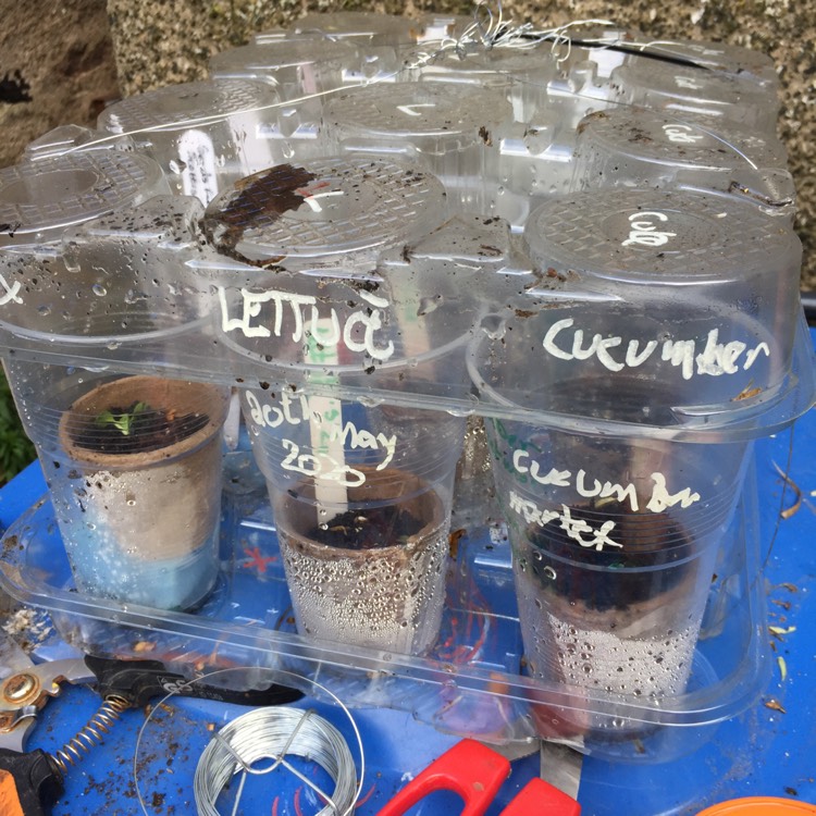 plant image 1304772