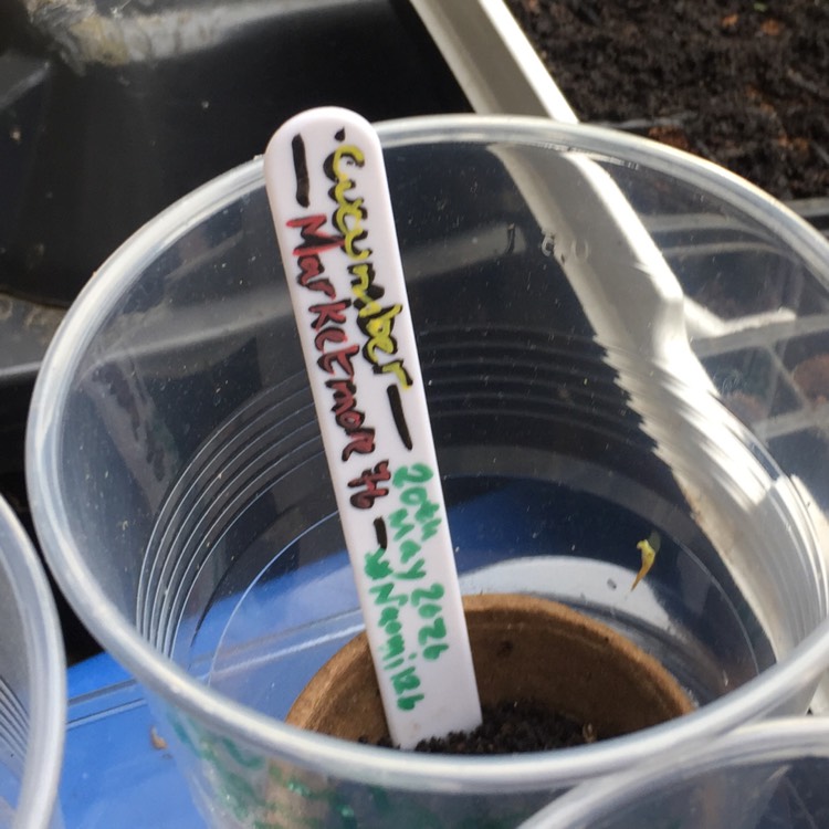 Plant image Cucumis Sativus 'Marketmore'