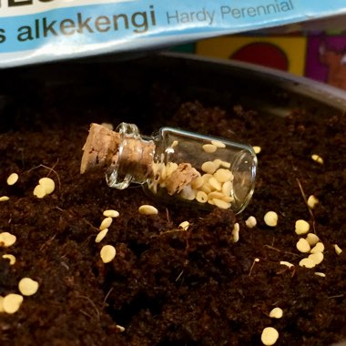 Physalis alkekengi