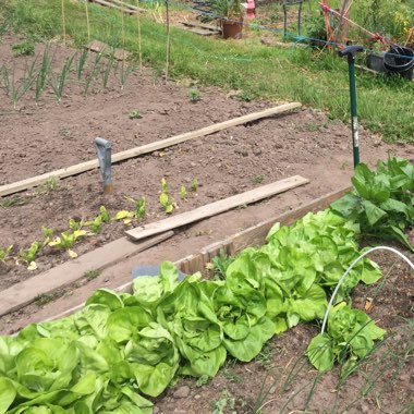 Lactuca sativa 'Kagraner Sommer 2'
