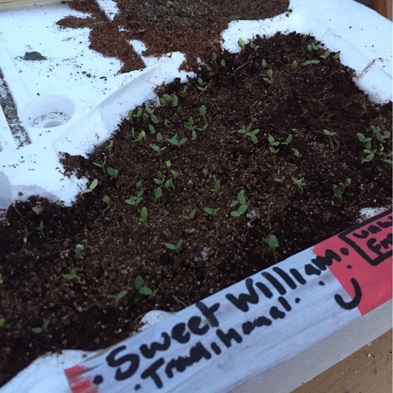 plant image 134684