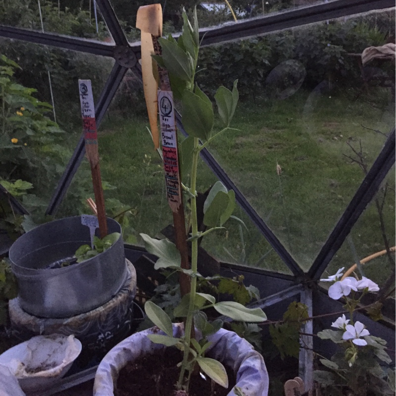 plant image 134693