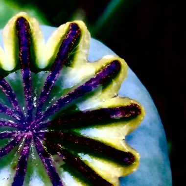 Papaver orientale 'Allegro'