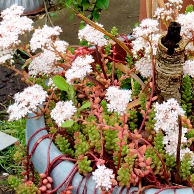 Sedum Album