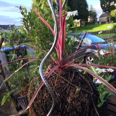 Cordyline australis 'Charlie Boy'