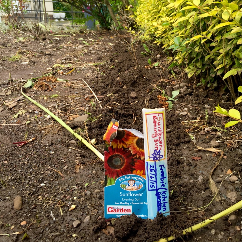 plant image 137905