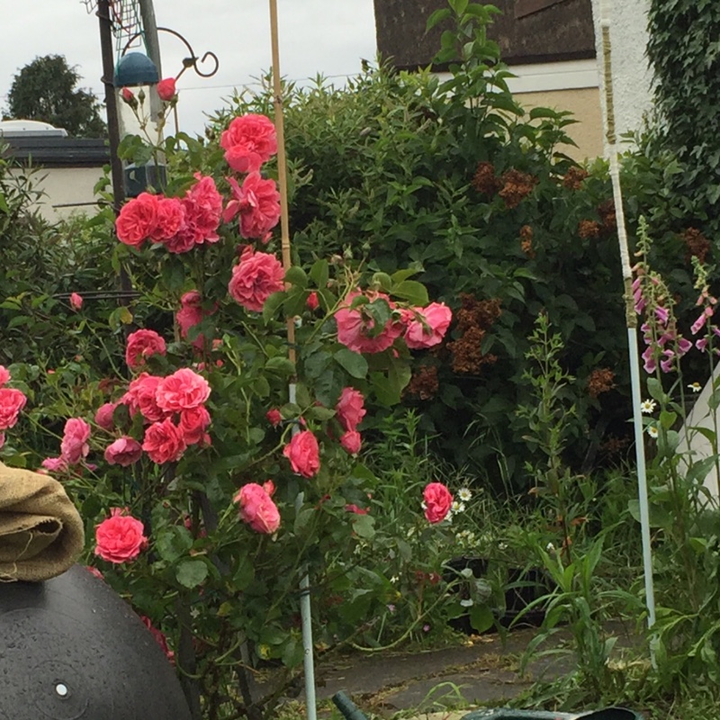 plant image 142427