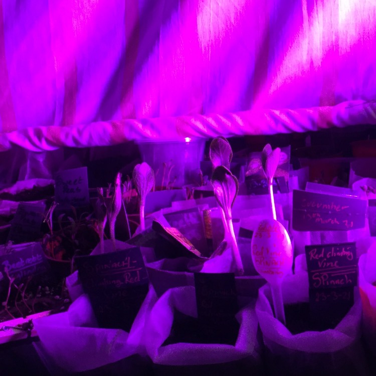 plant image 1456050