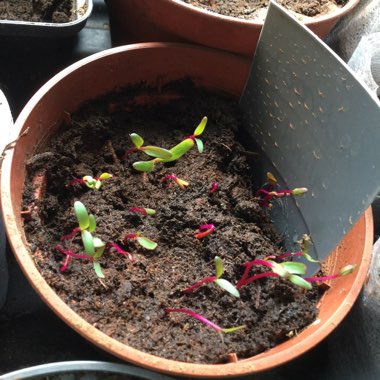 Beta Vulgaris 'Chiogga'