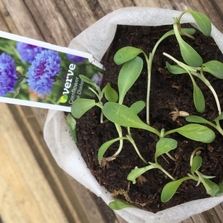Plant image Centaurea cyanus 'Blue Diadem'