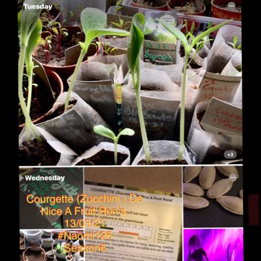 Cucurbita Pepo var. Cylindrica 'De Nice A Fruit Rond'