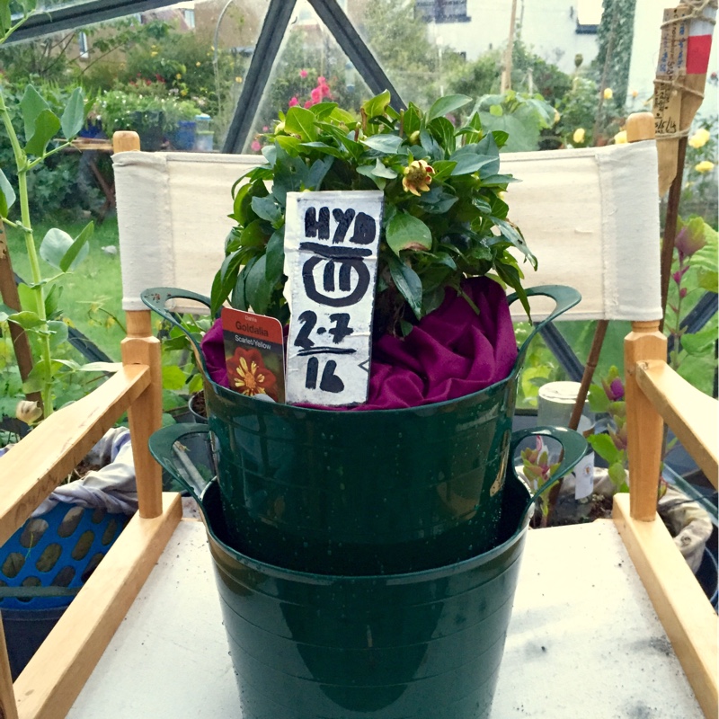 plant image 149492 plant image 149492