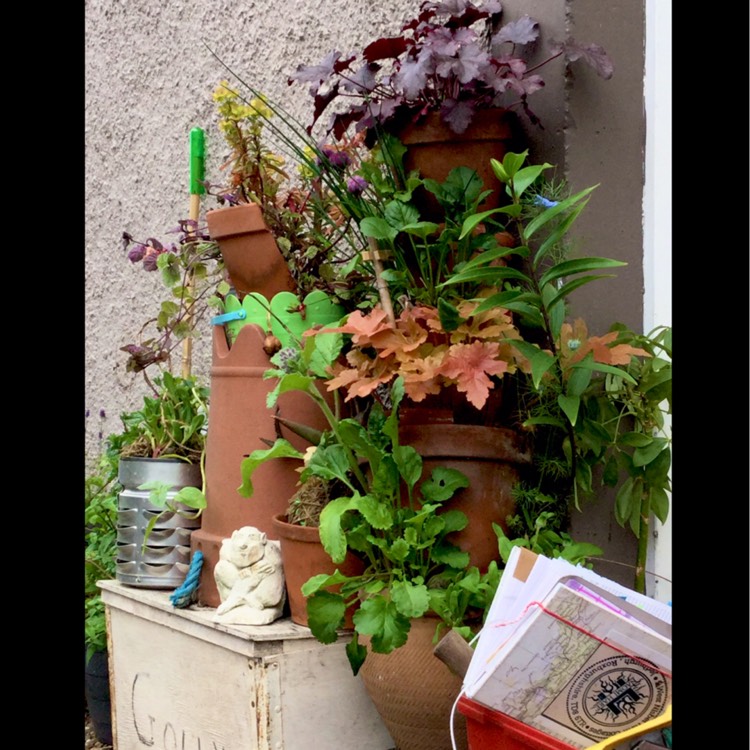 plant image 1501400 plant image 1501400