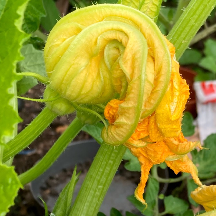 plant image 1505462