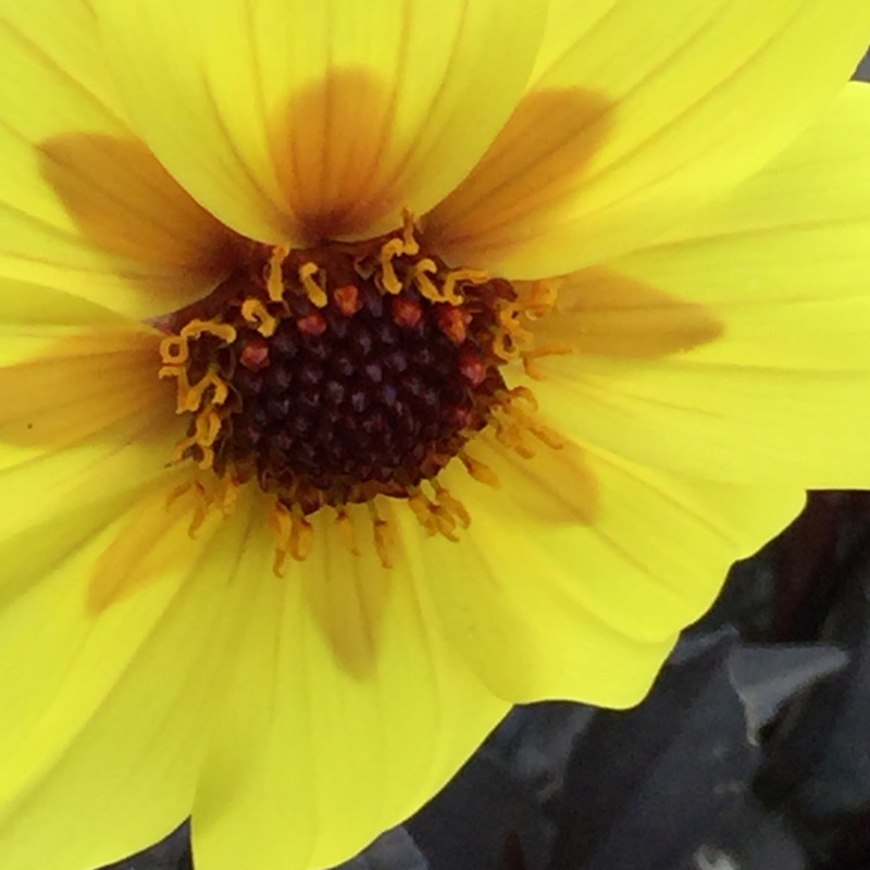 plant image 151236