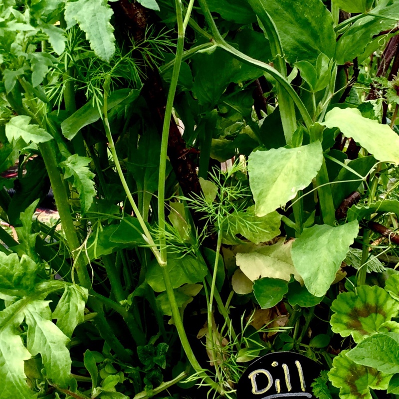 plant image 153218