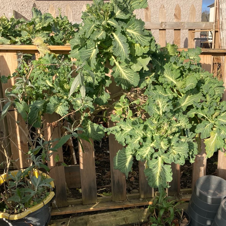 plant image 1559202