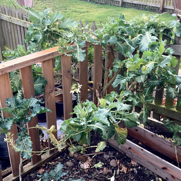 plant image 1559203