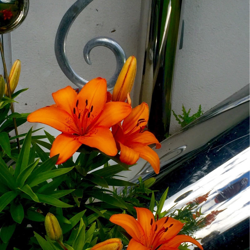 plant image 156820