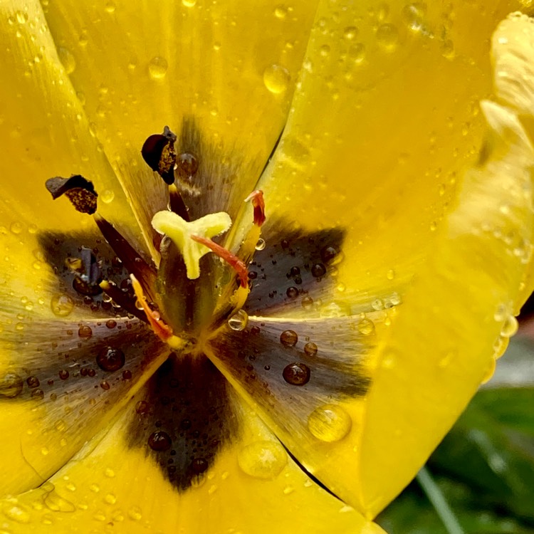 plant image 1584263