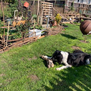 Naomi's garden