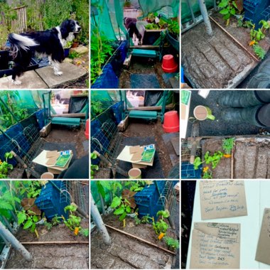 Naomi's garden