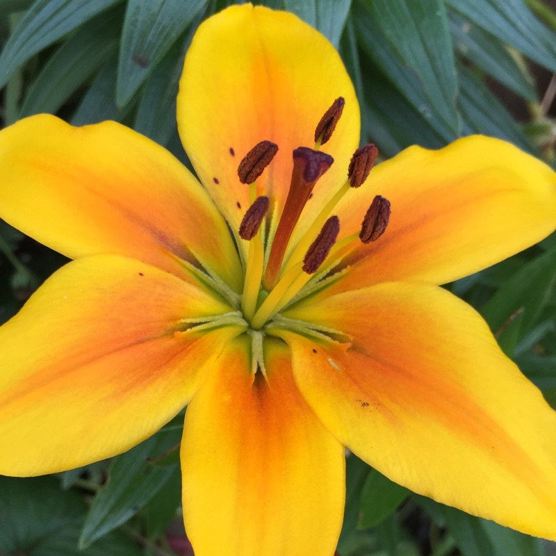 plant image 165410