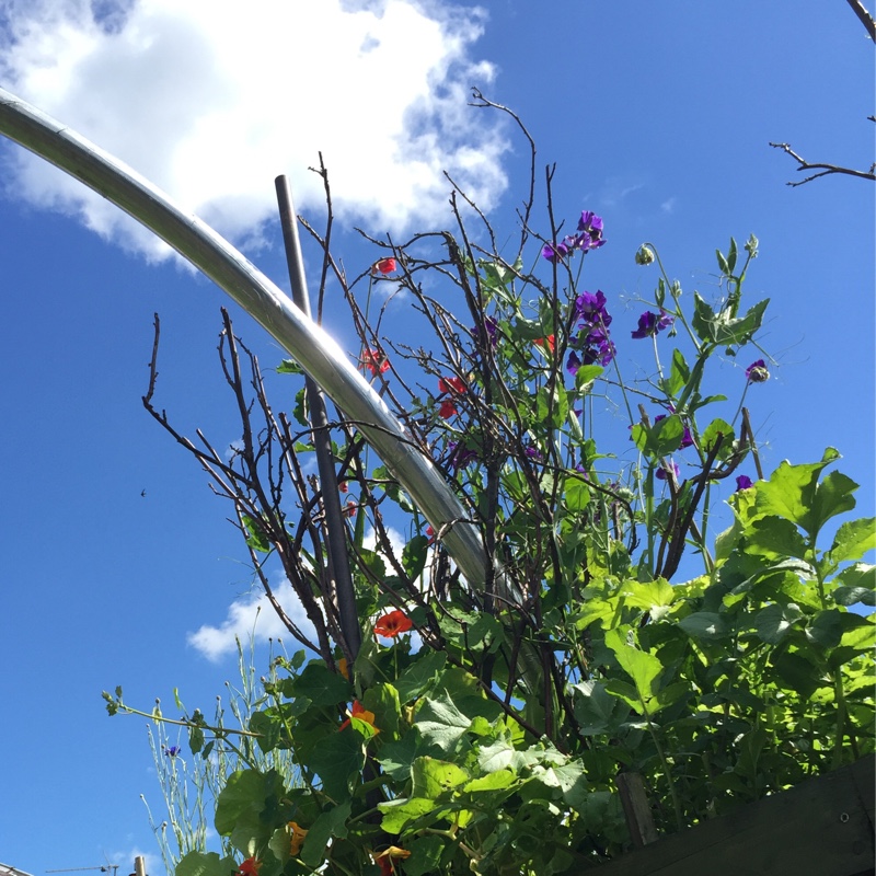 Lathyrus Odoratus 'Wuthering Heights'