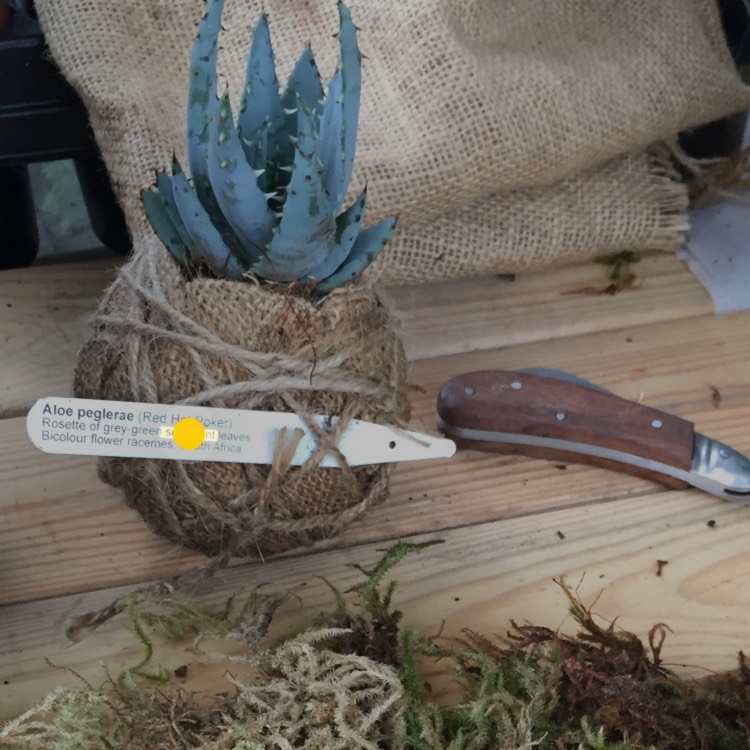 Plant image Aloe peglerae