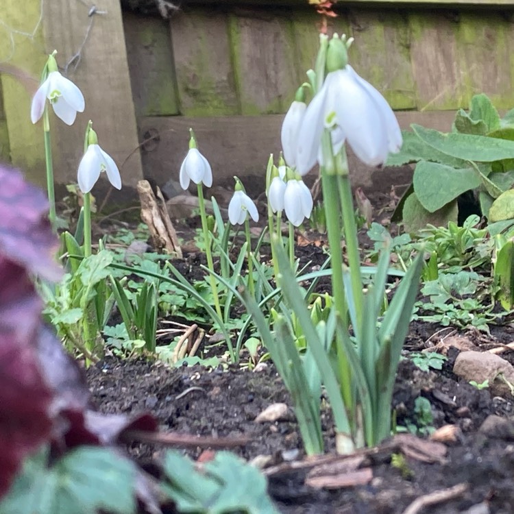 plant image 1698961