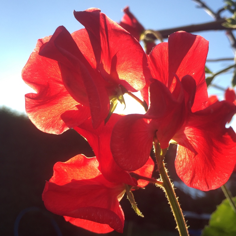 plant image 172136