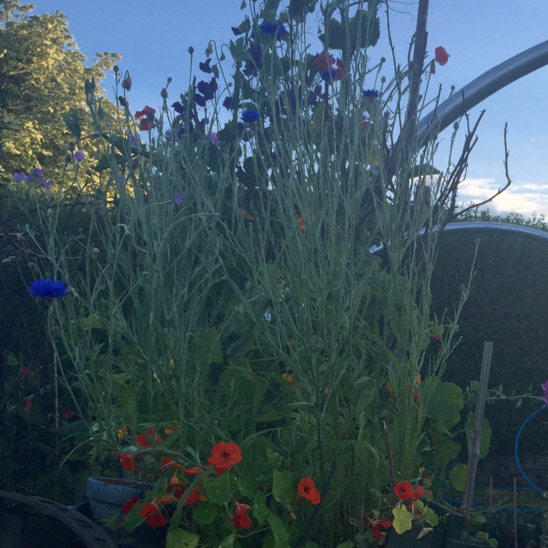 plant image 172140 plant image 172140