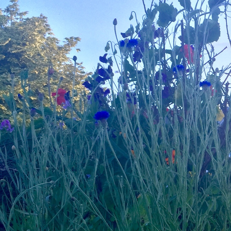 Lathyrus odoratus