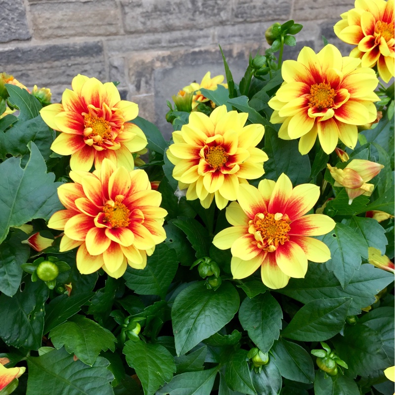 Plant image Dahlia 'Dalaya Shiva'