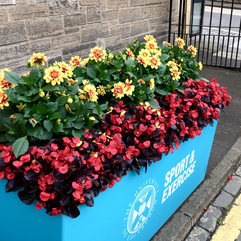plant image 175071