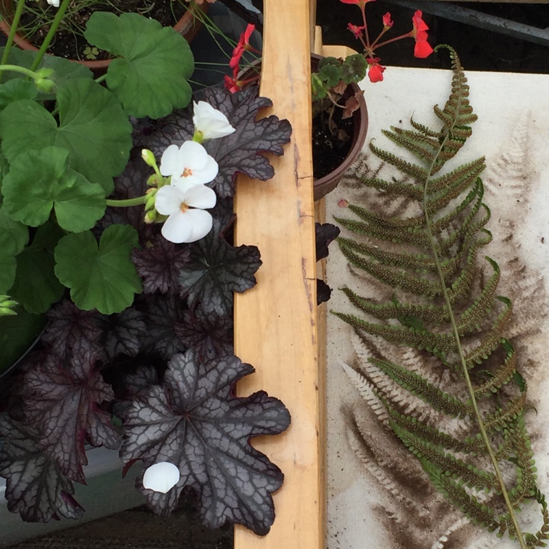 Dryopteris