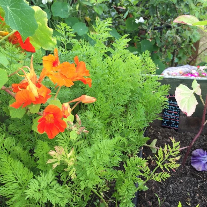 Daucus carota subsp. sativus 'St. Valery'