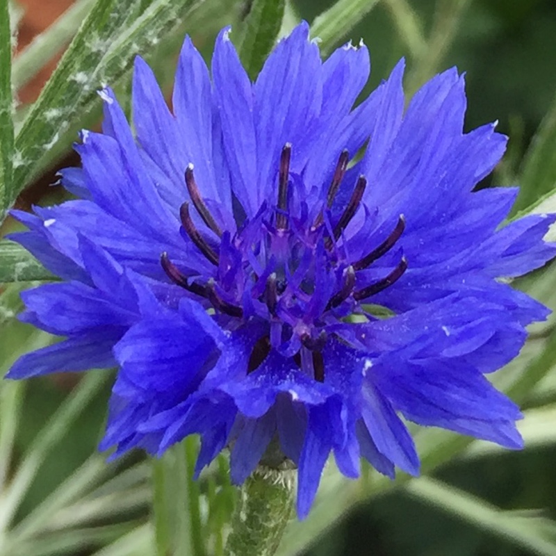 plant image 186255 plant image 186255