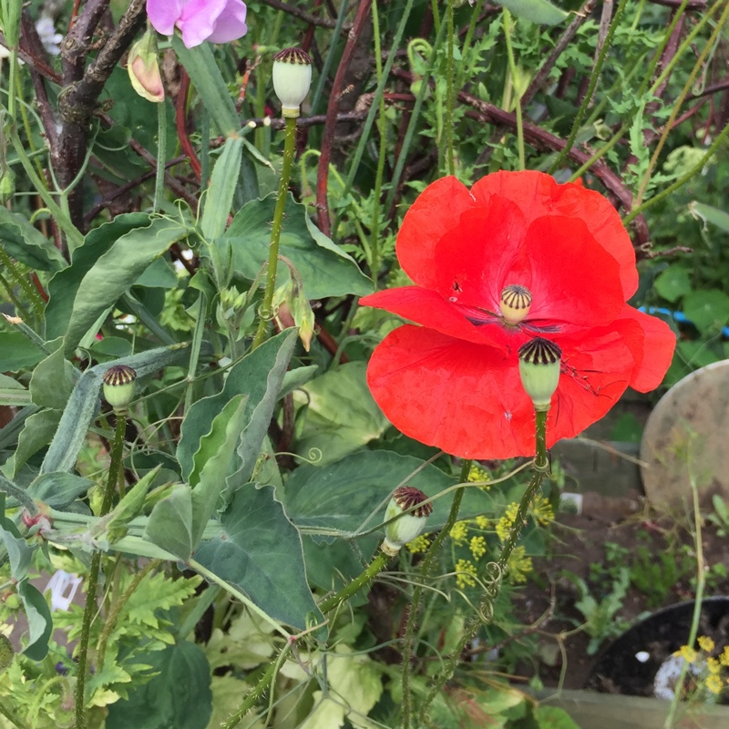 Papaver