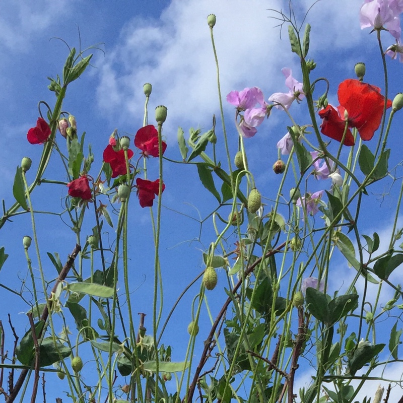 plant image 186265