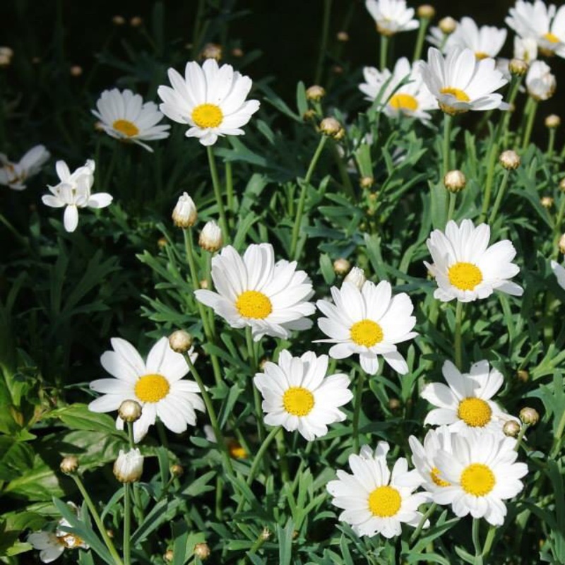 Argyranthemum 'Summit White'
