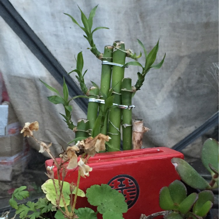 Plant image Chimonobambusa tumidissinoda